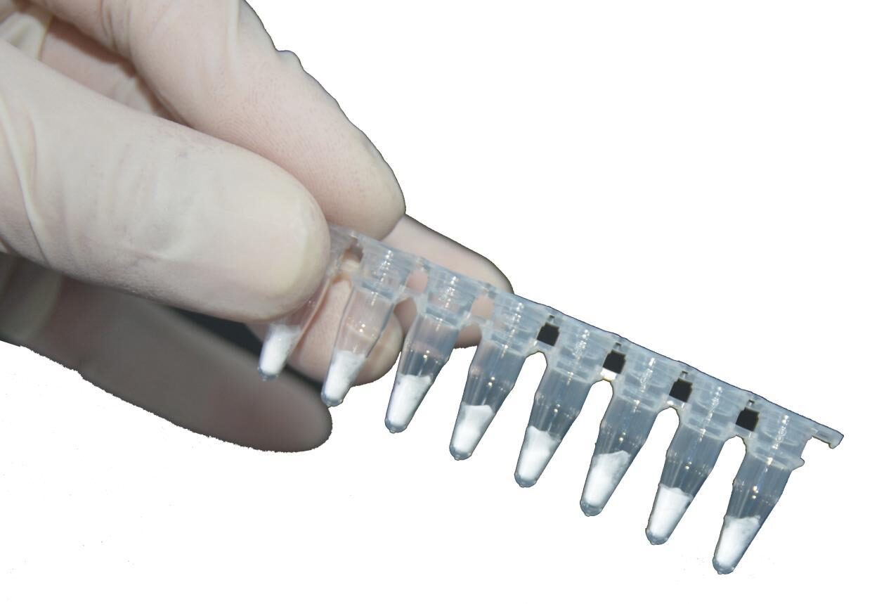 Gloved hand holding an 8-strip tube of lyophilised RAA reagent